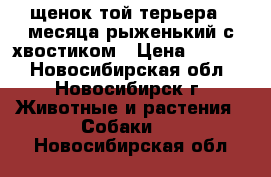 щенок той терьера 4 месяца рыженький с хвостиком › Цена ­ 4 500 - Новосибирская обл., Новосибирск г. Животные и растения » Собаки   . Новосибирская обл.